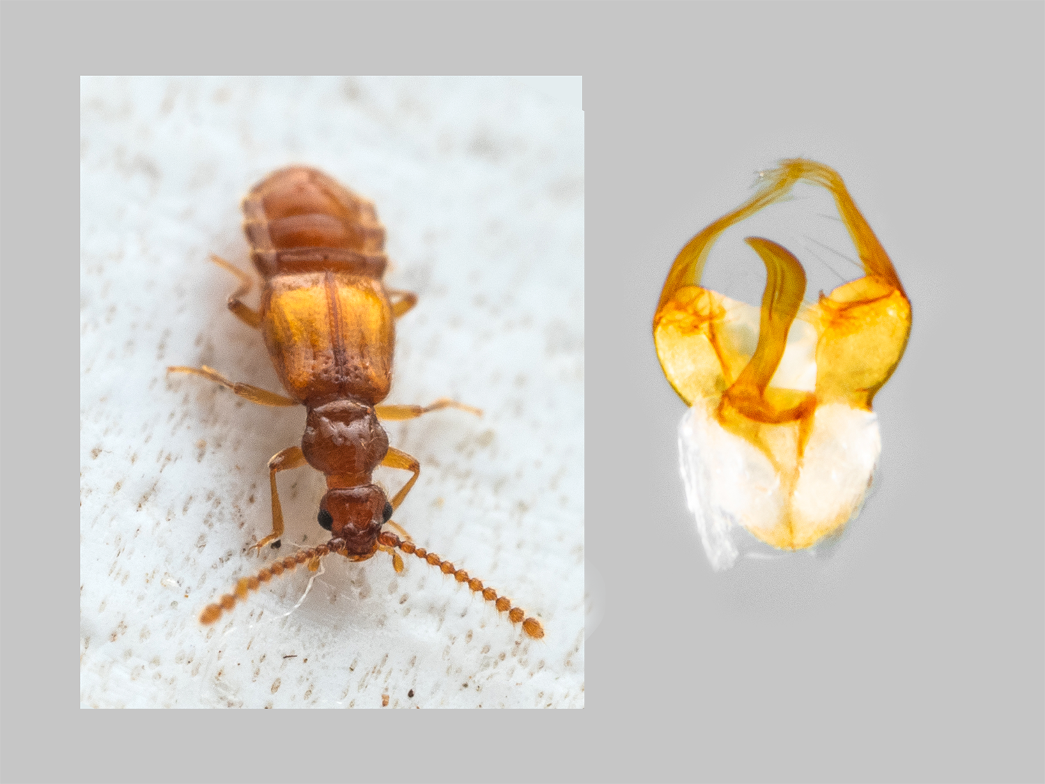  Sonoma parviceps (First record for iNaturalist)