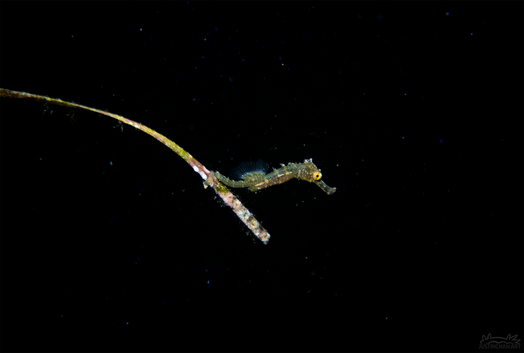 221109_RyeBlair_BabySeahorse02_sm1.png?f