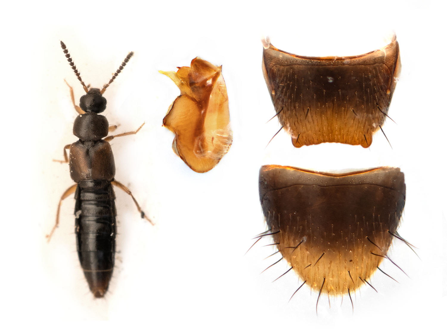 Atheta pseudometlakatlana  (First record for iNaturalist)