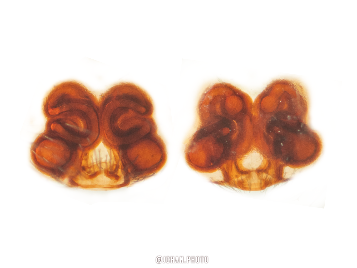 Cicurina idahoana