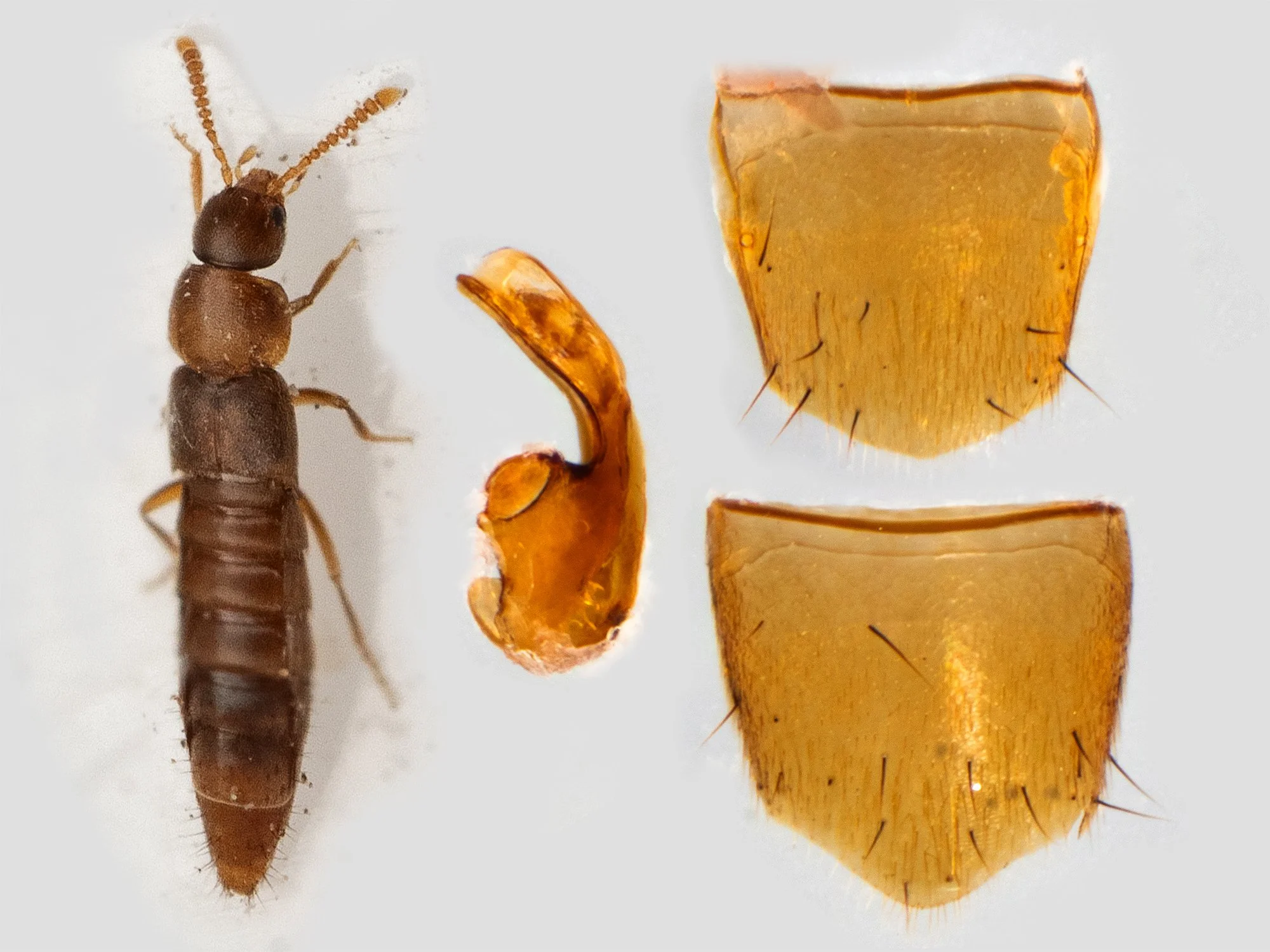 Oxypoda frigida