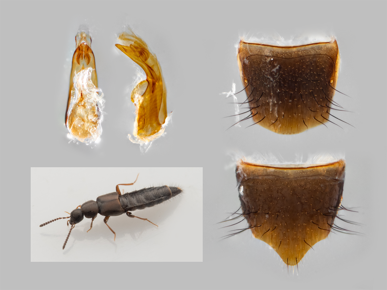 Neoisoglossa agnita (First record for iNaturalist)