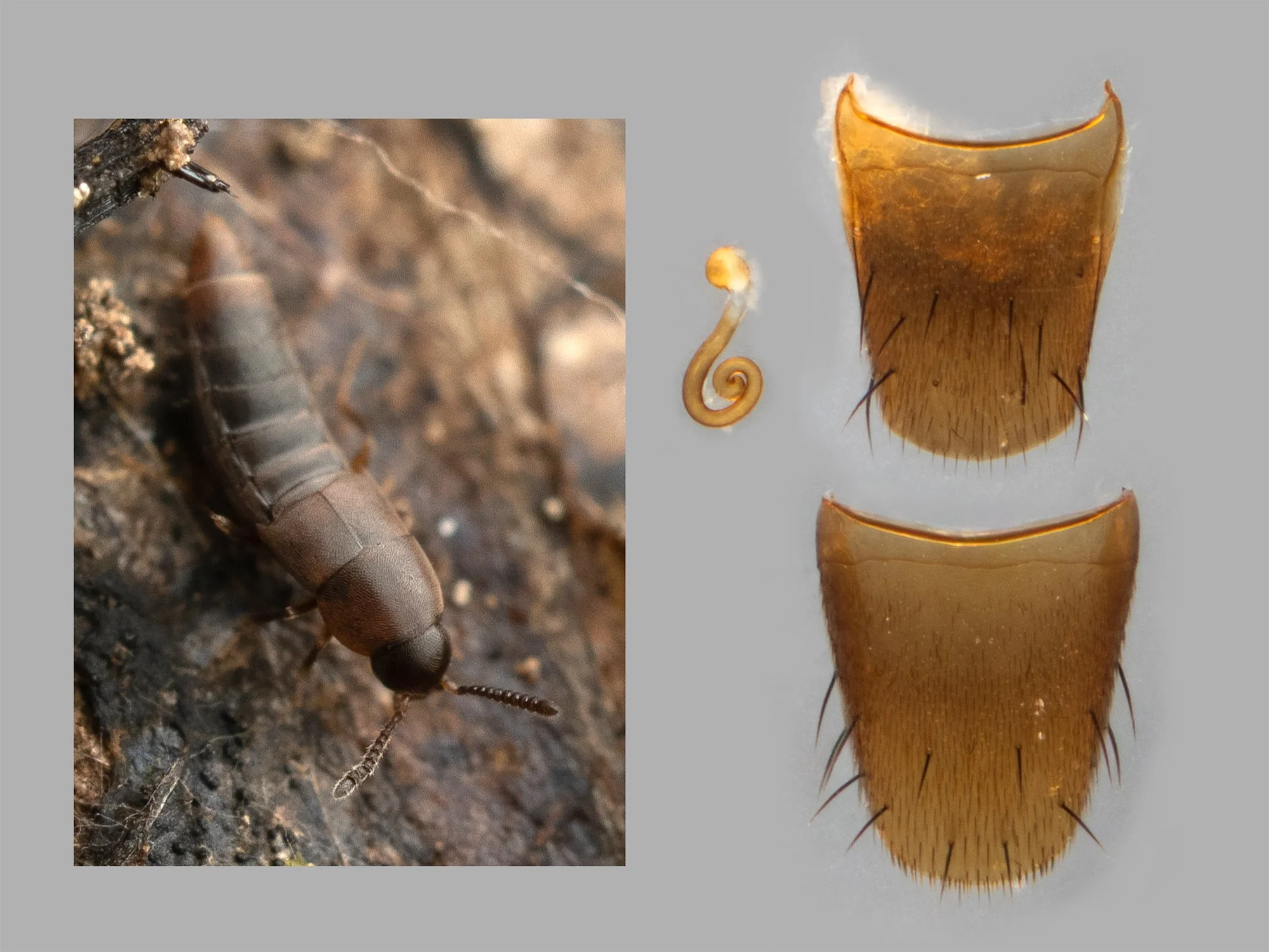 Oxypoda sp.