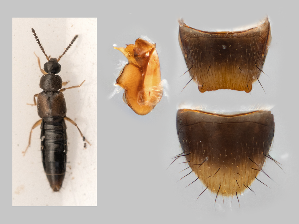 Atheta pseudometlakatlana (First record for iNaturalist)