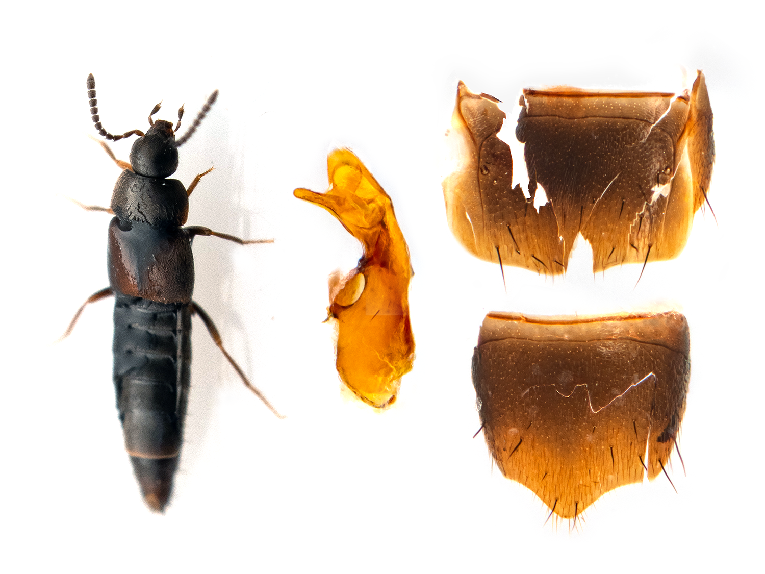 Oxypoda irrasa (First record for iNaturalist)