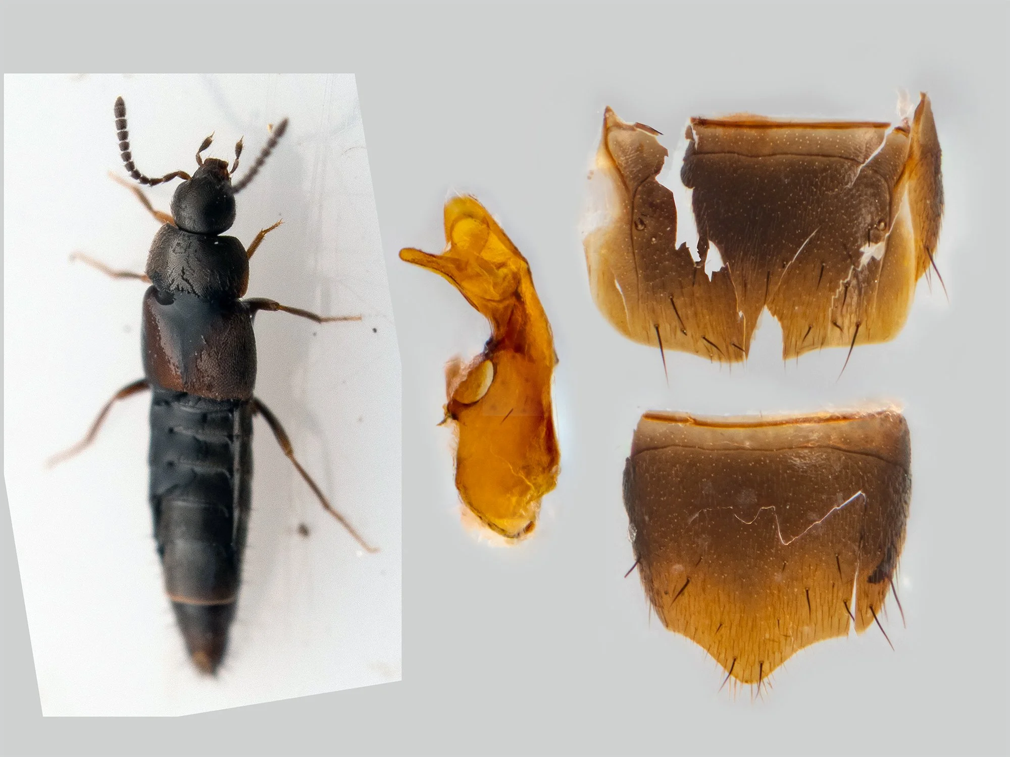 Oxypoda irrasa (First record for iNaturalist)