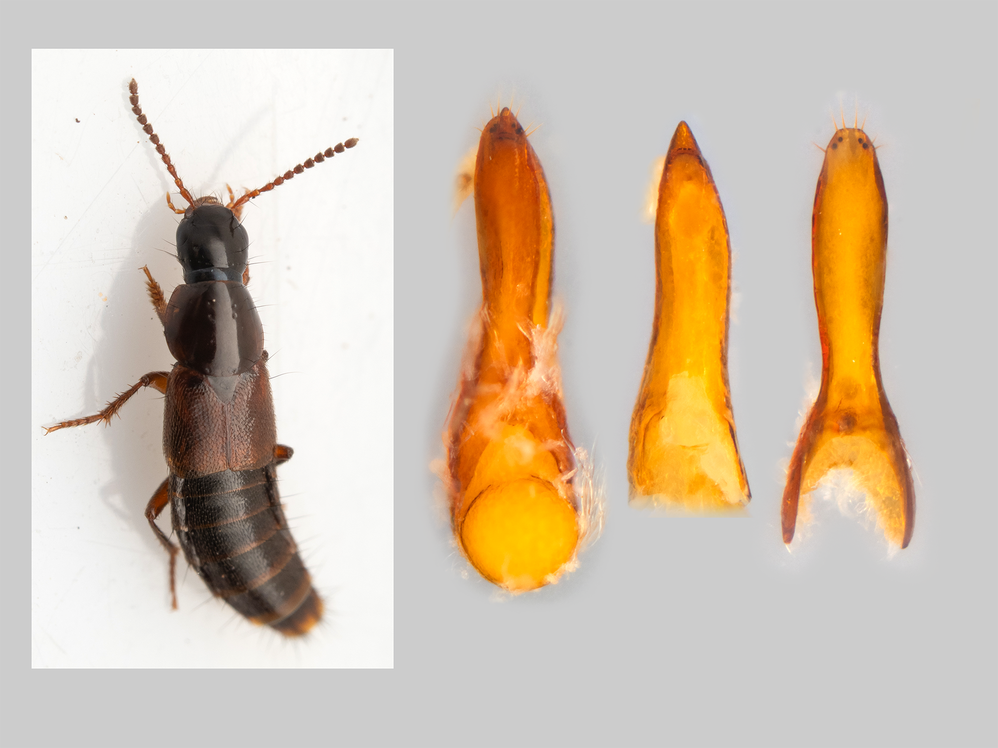 Quedius velox (First record for iNaturalist)