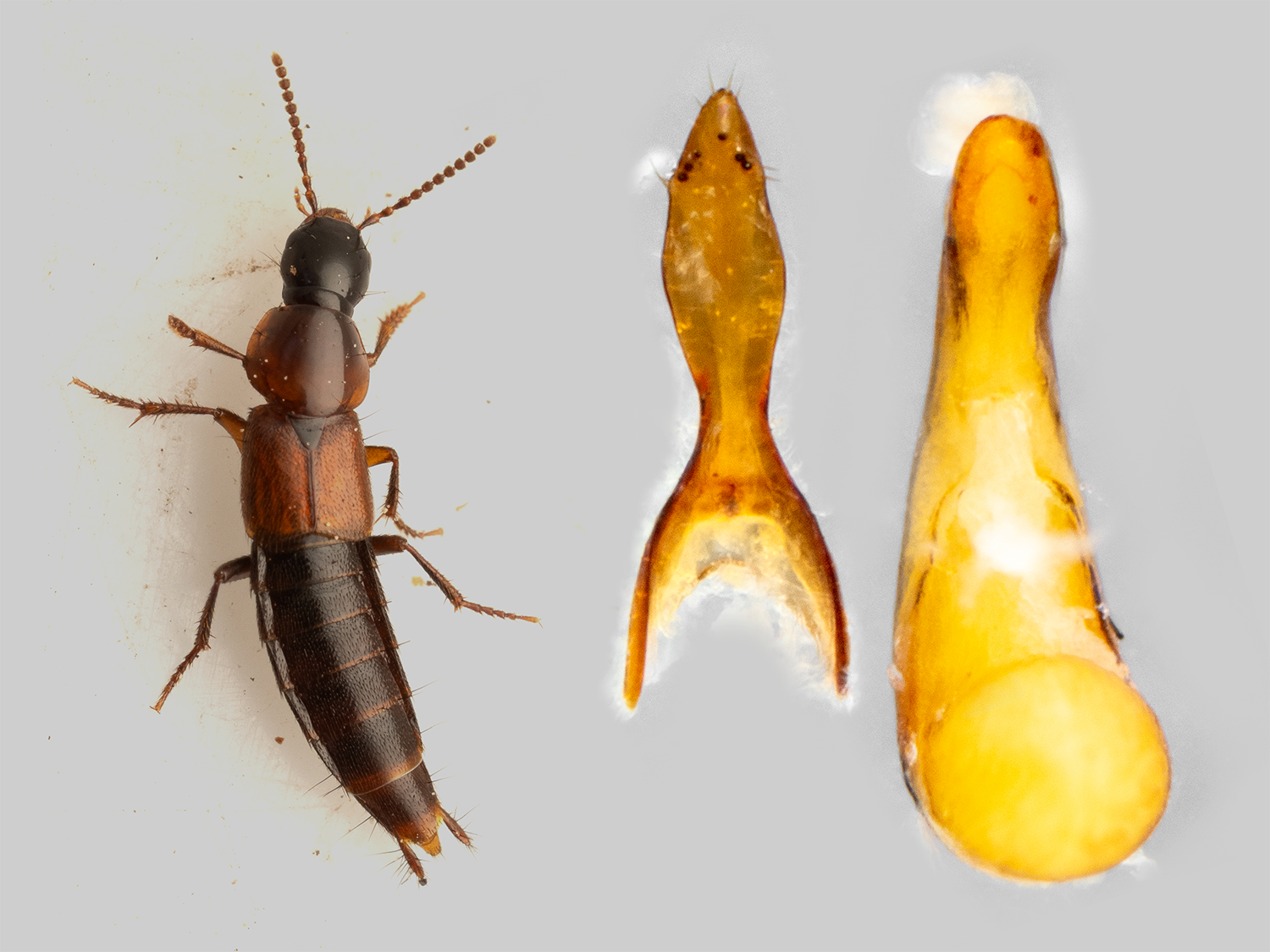 Quedius cursor (First record for iNaturalist)