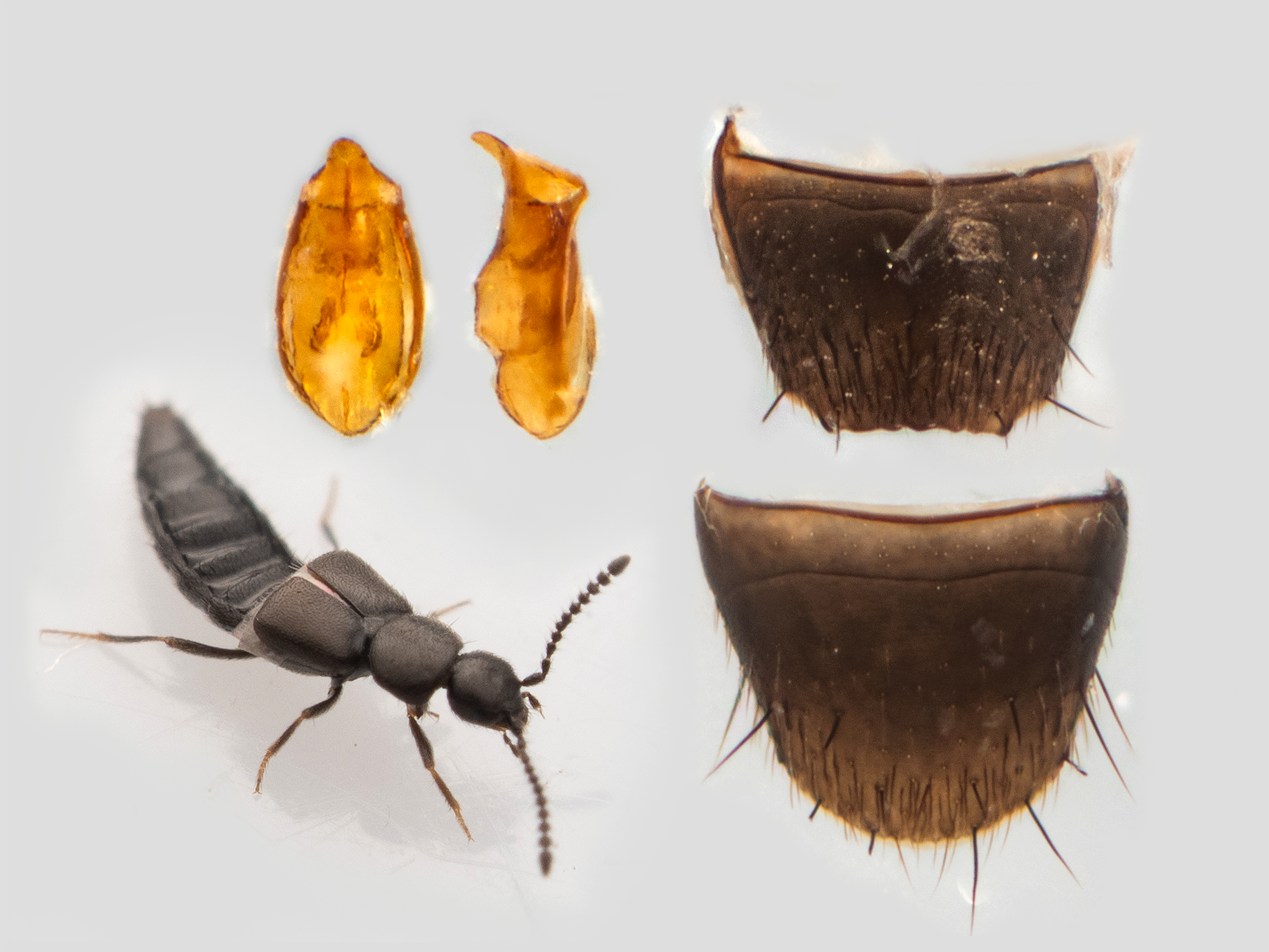 Atheta allocera (First record for iNaturalist)