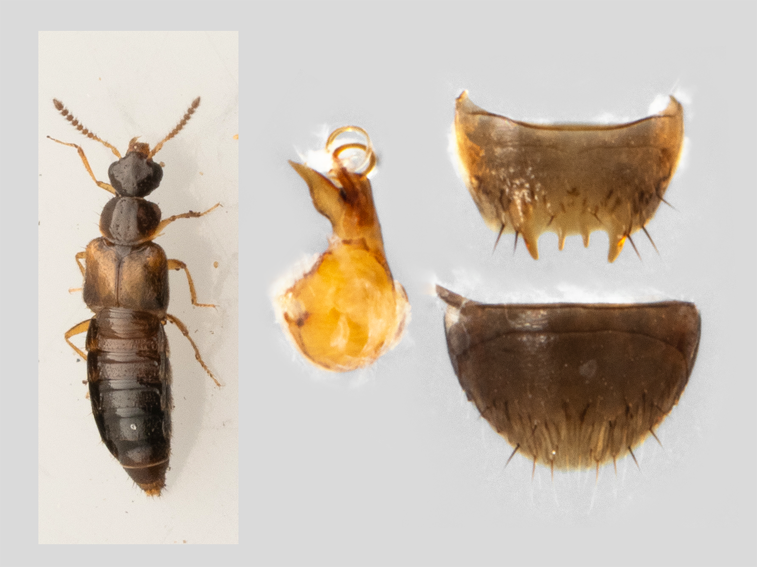 Gyrophaena keeni
