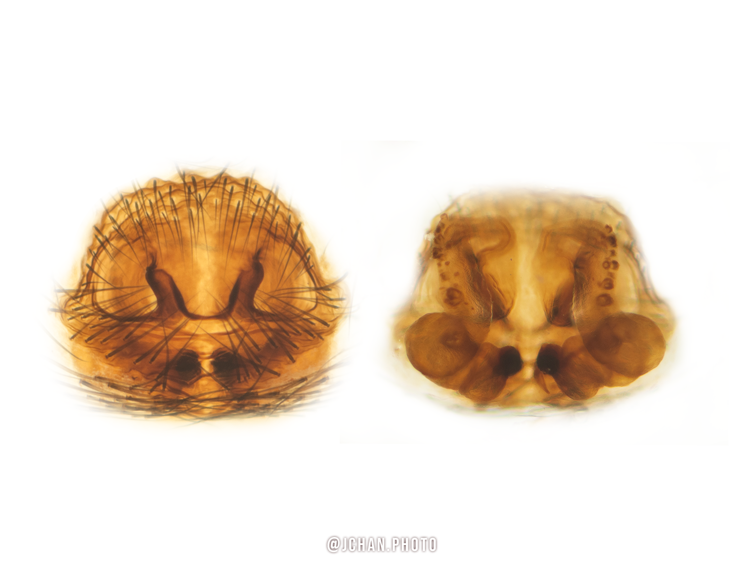 Xysticus locuples