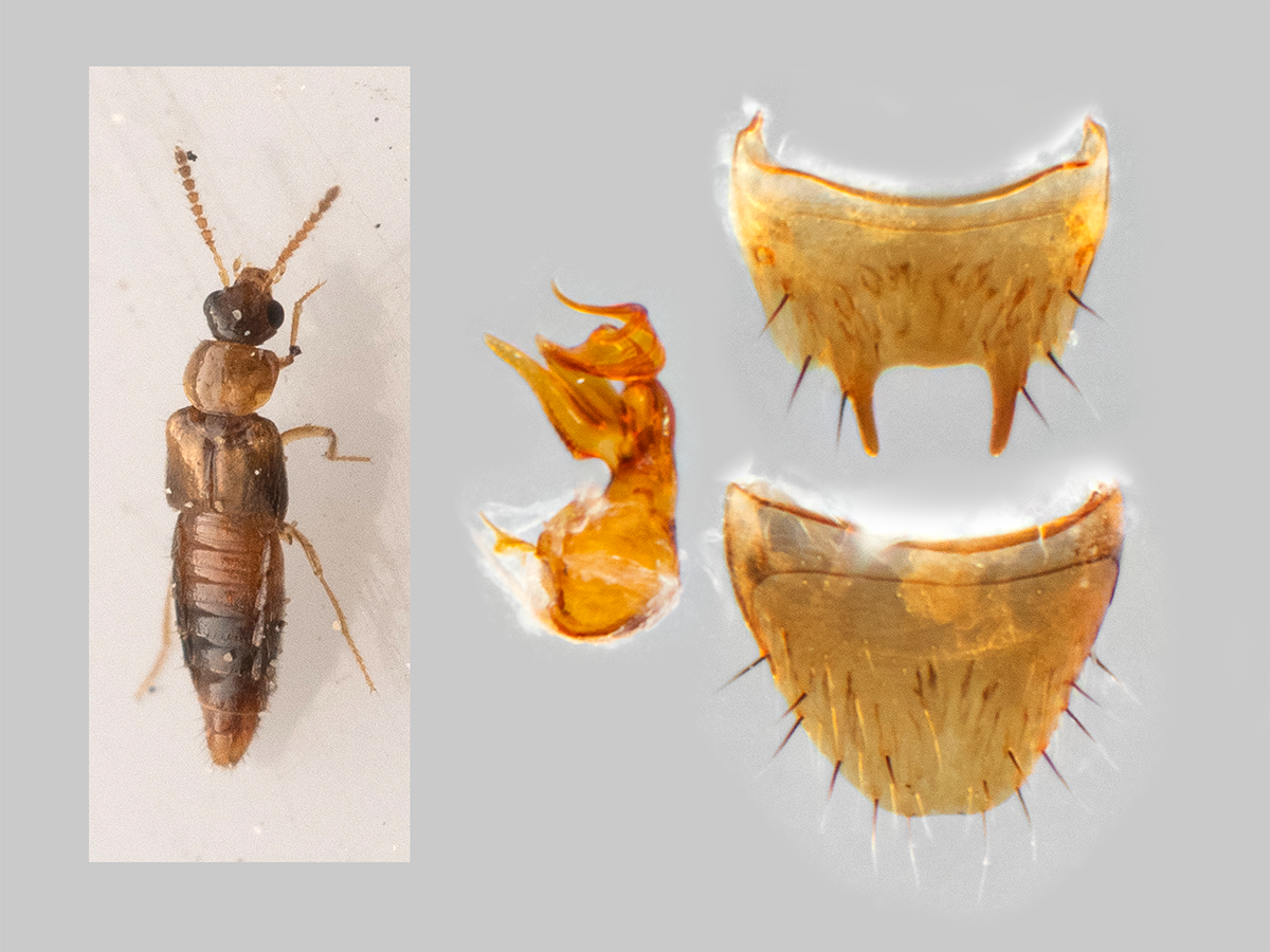 Gyrophaena affinis