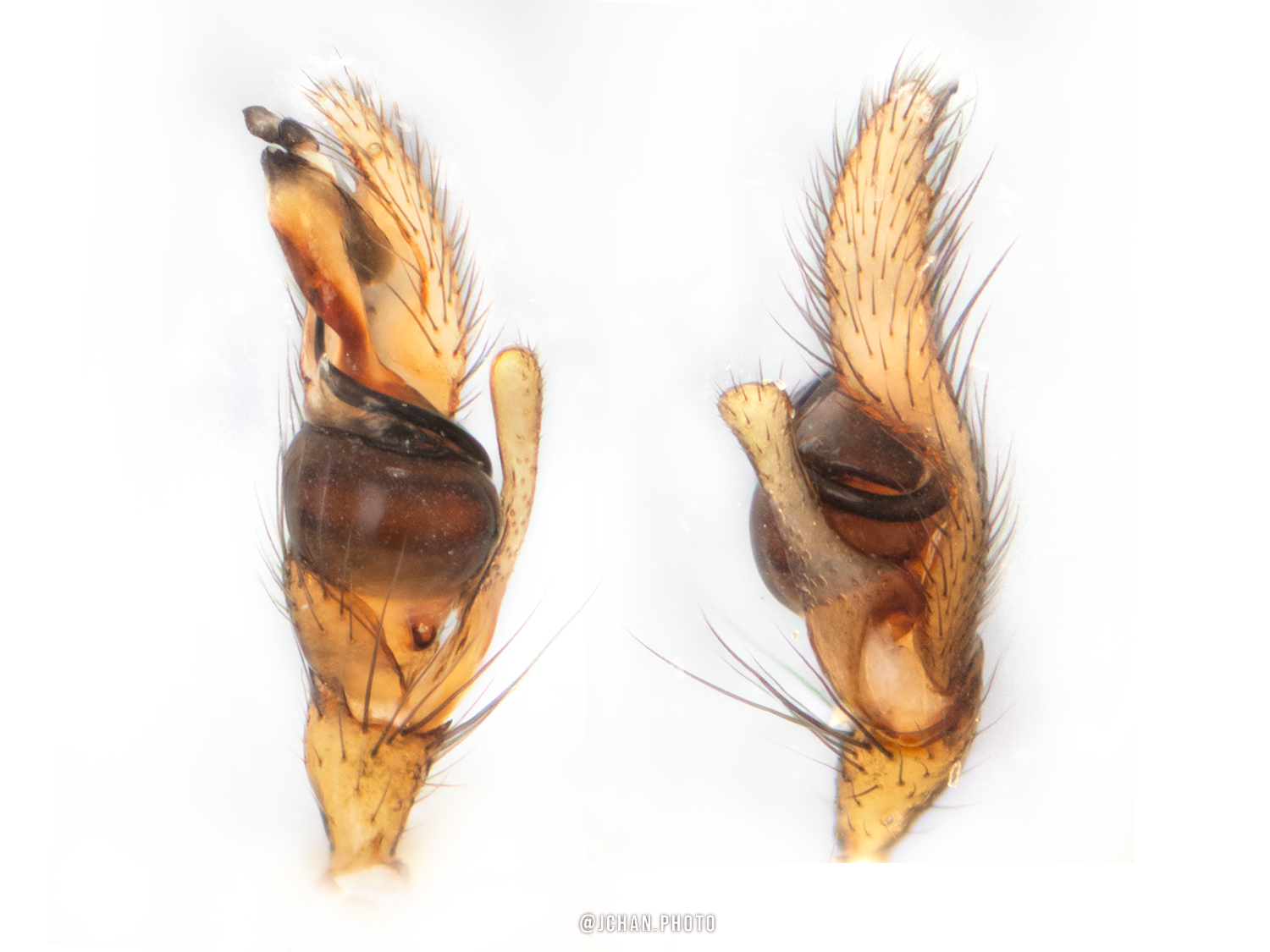 Pachygnatha xanthostoma (First record for iNaturalist)