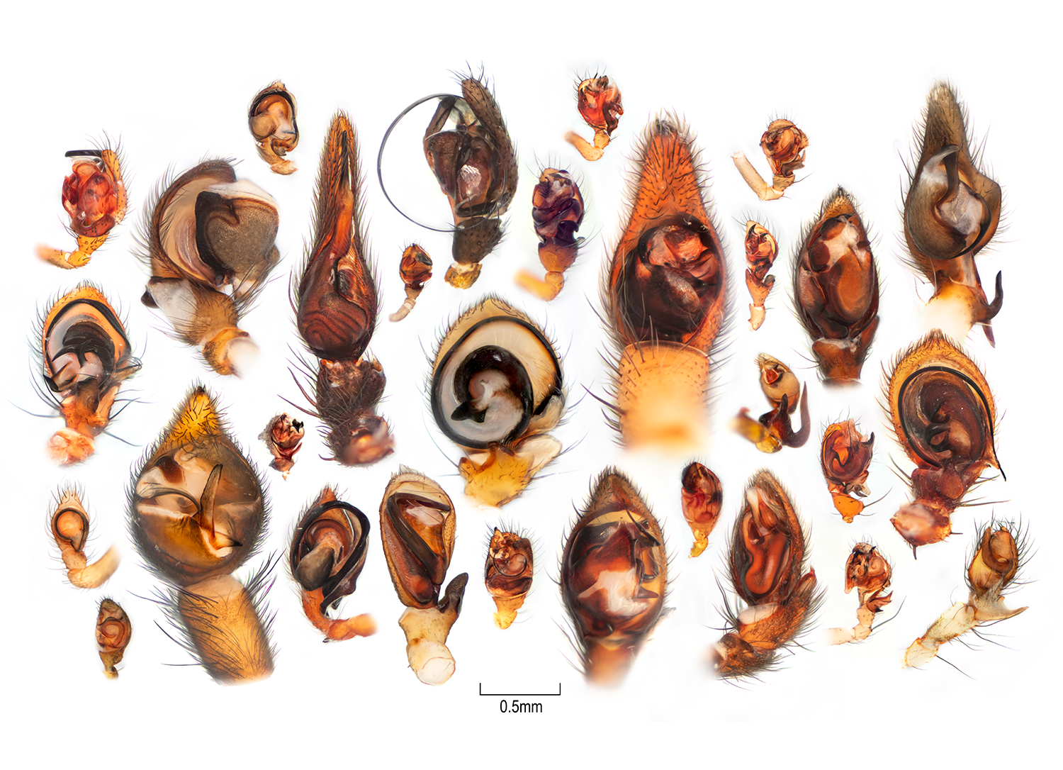 Spider Pedipalps of BC