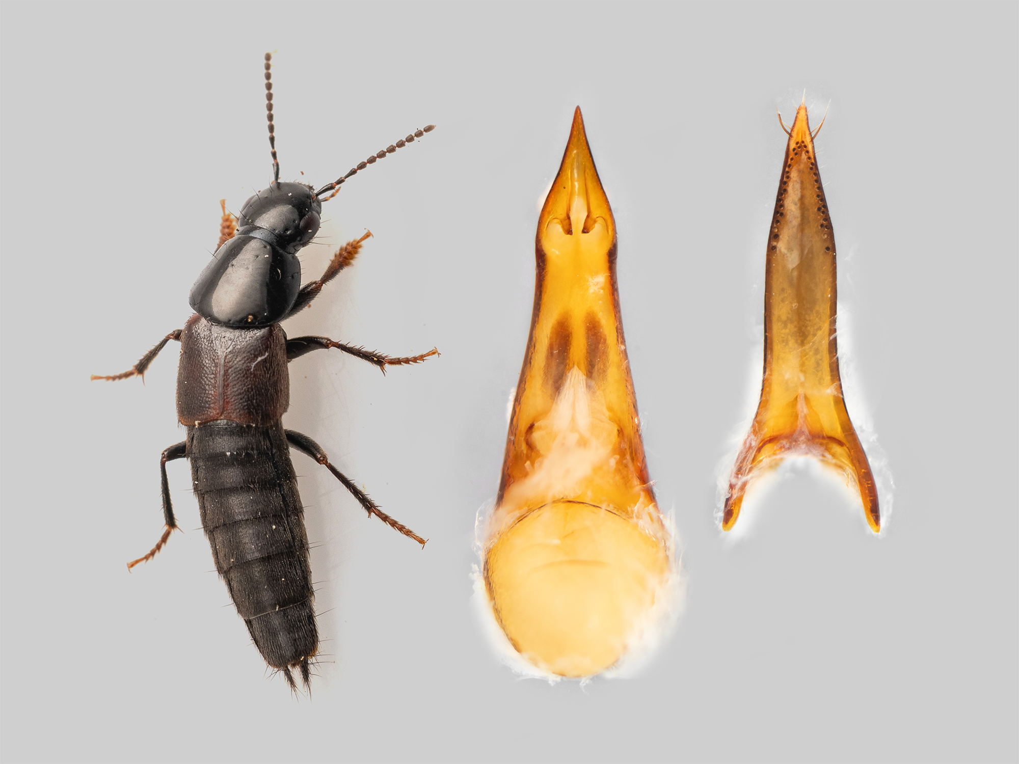 Quedius molochinoides