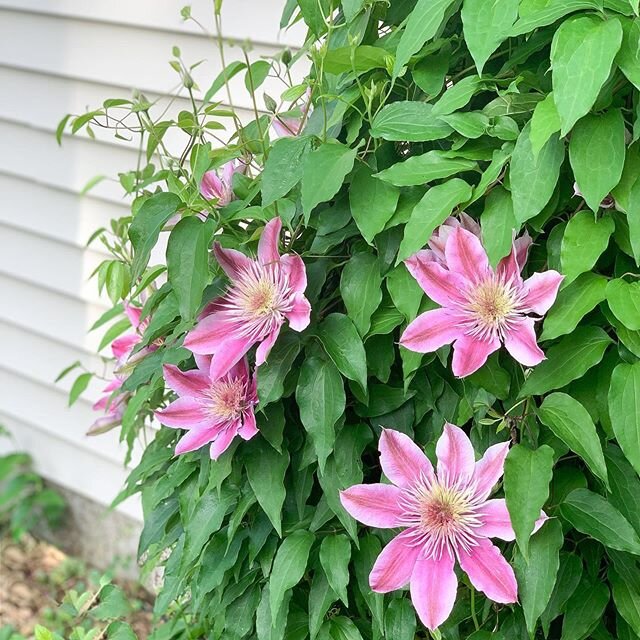 What&rsquo;s blooming in your yard?
.
My favorite Spring flower are peonies and I&rsquo;m anxiously watching for them to bloom this week. 😍
.
#whatsgrowingwednesday