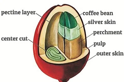 Coffee fruit anatomy (Image credit: Essence Coffee)