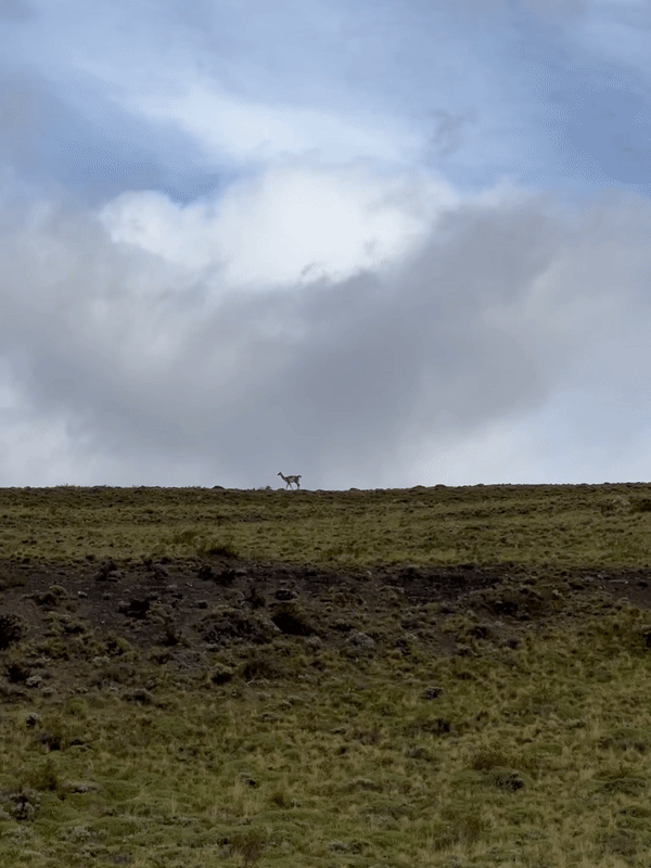 guanaco_cropped_1695.gif