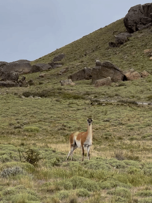 guanaco_500_1840.gif