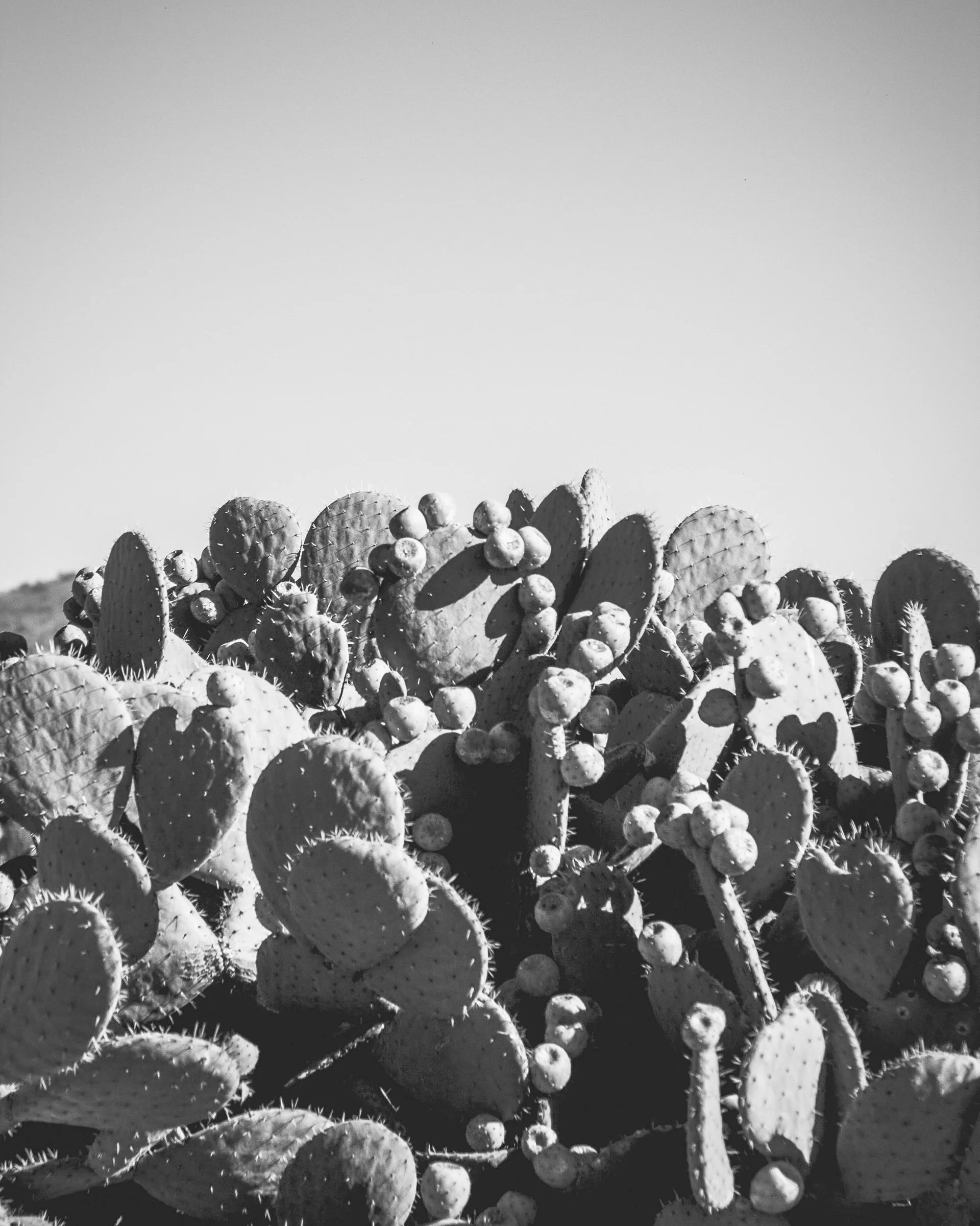 Cactus.jpg