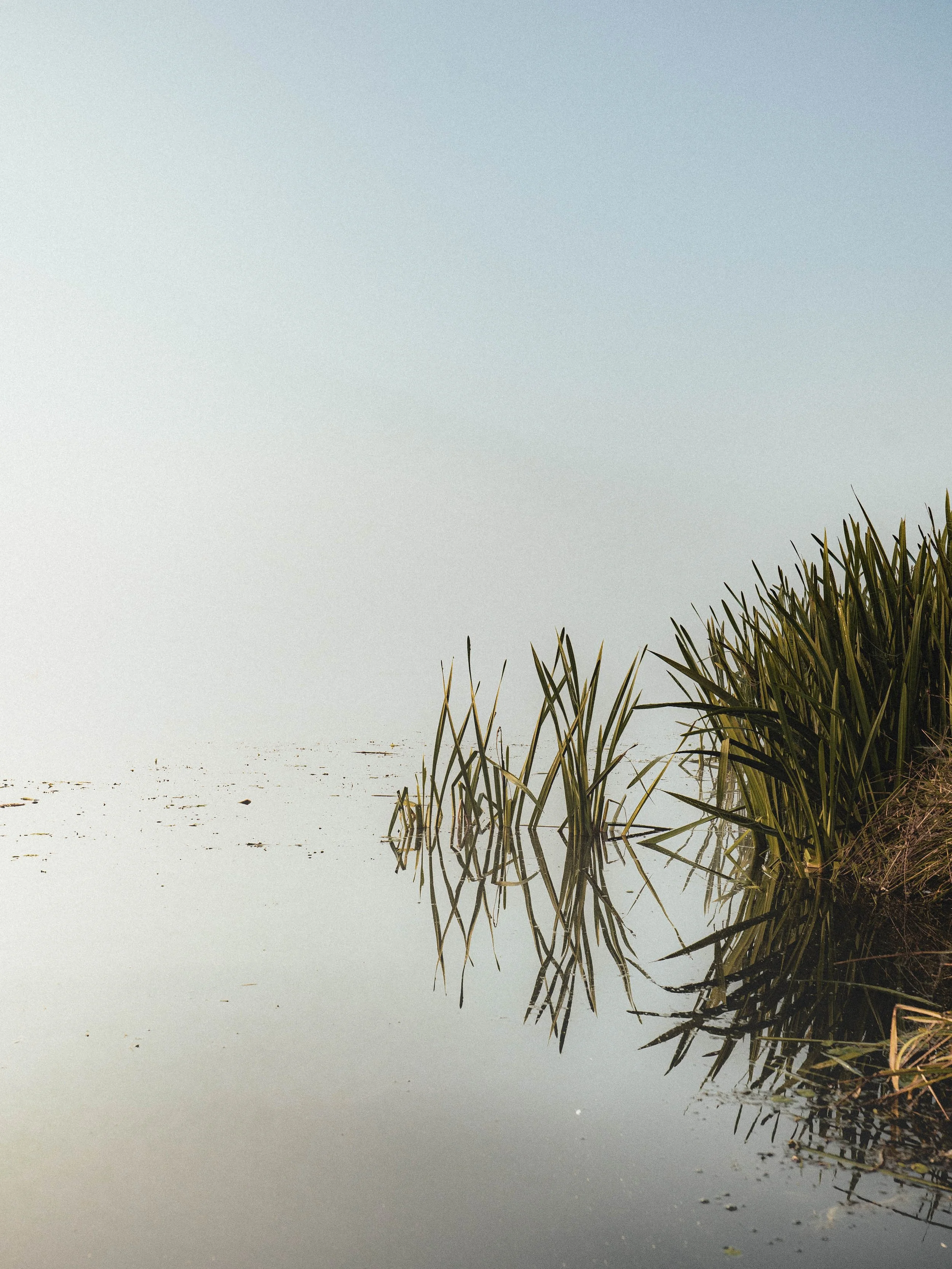 minimal-reed.jpg