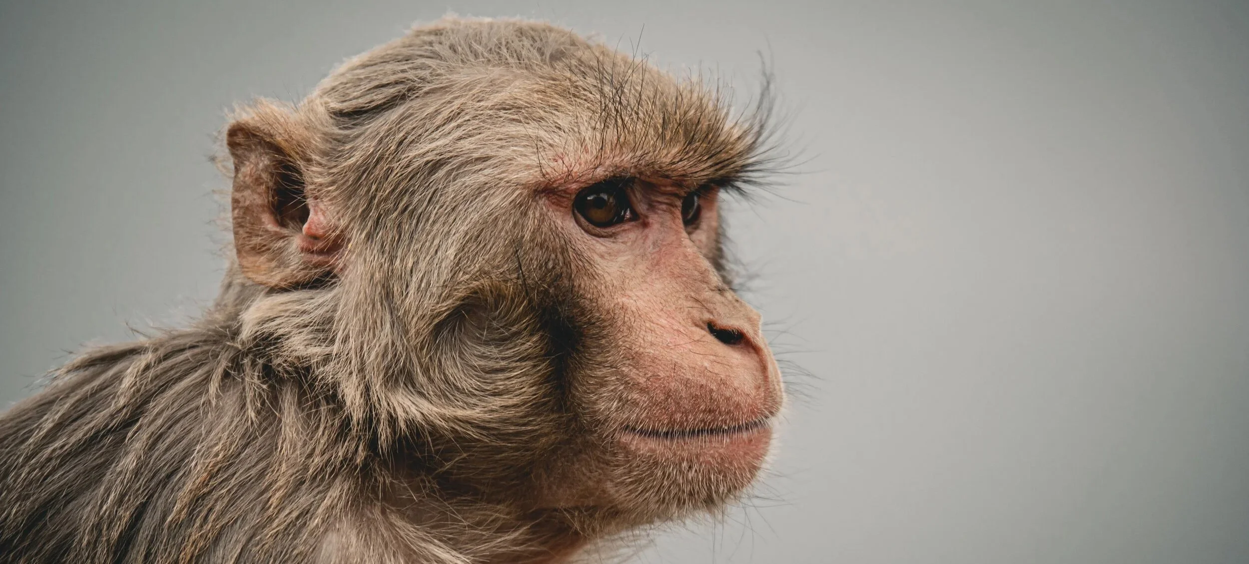 Documentaire productie door Eleven Monkeys