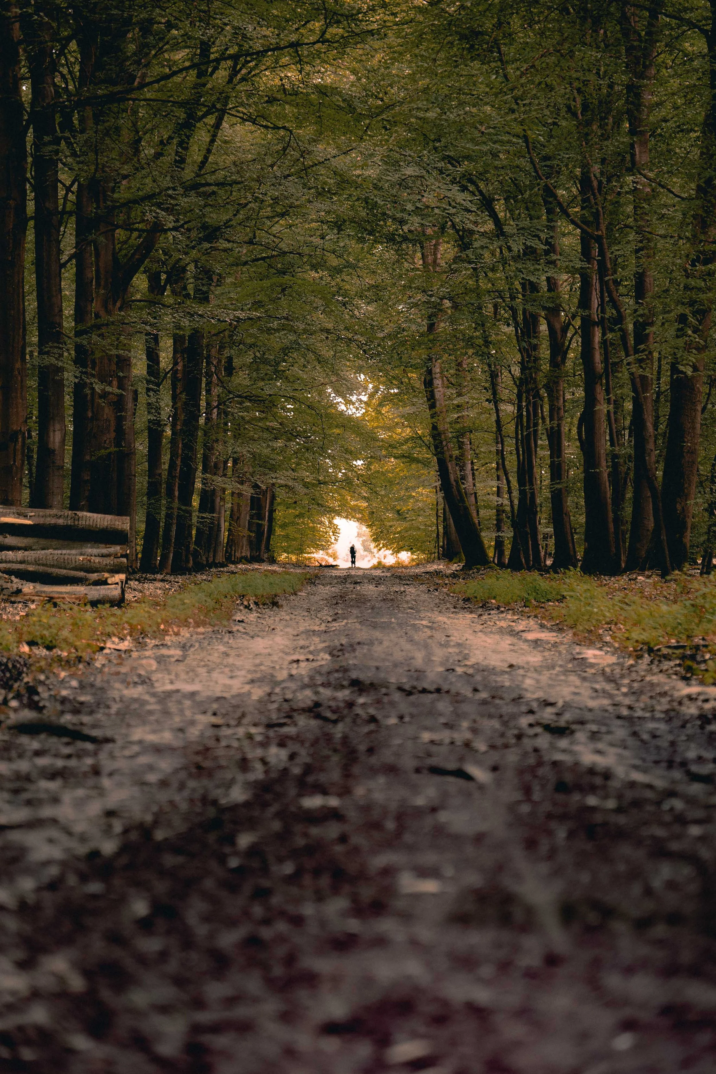 forrest-road-1.jpg