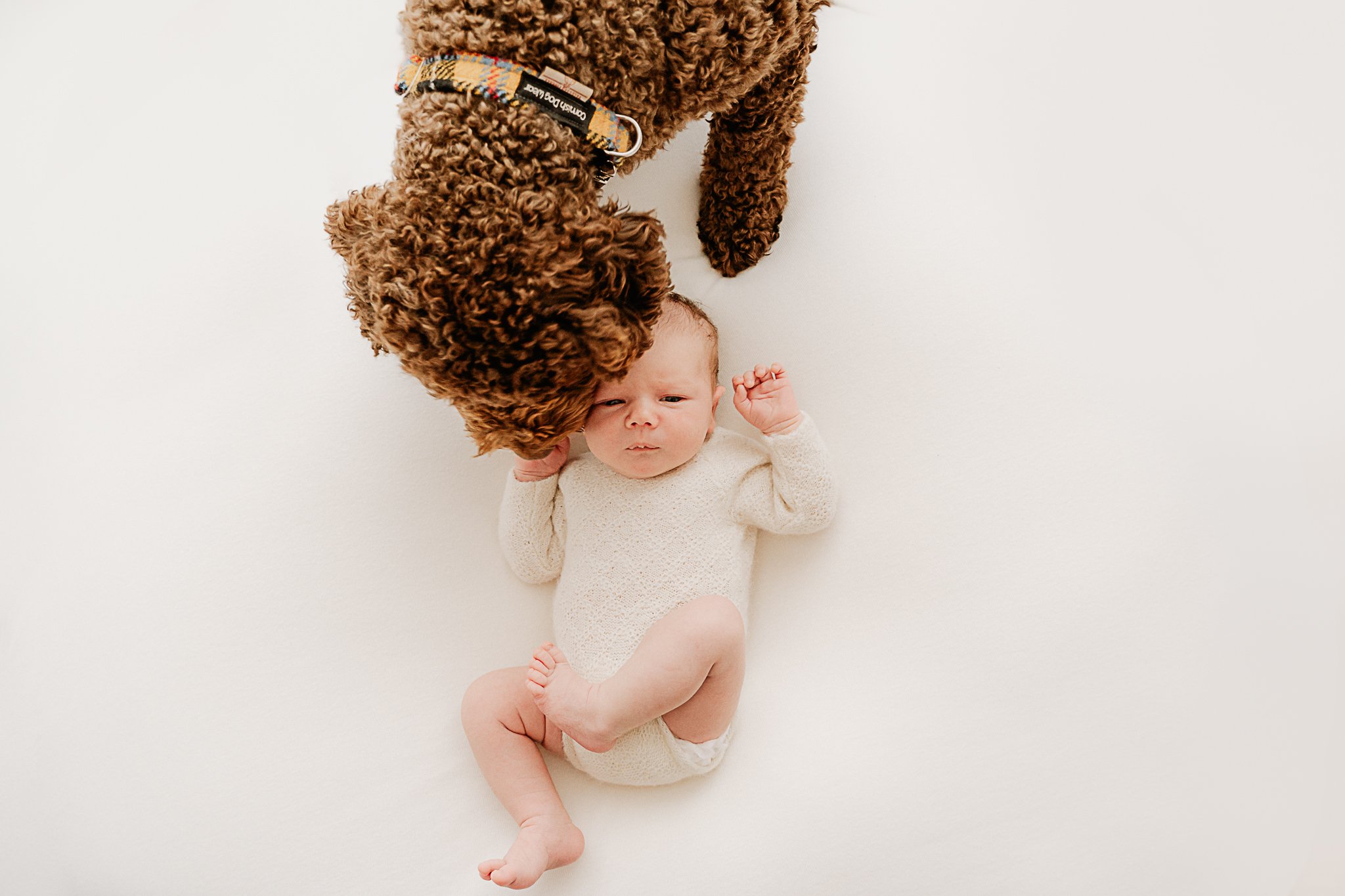 Newborn photoshoot with dog in Truro studio, Cornwall