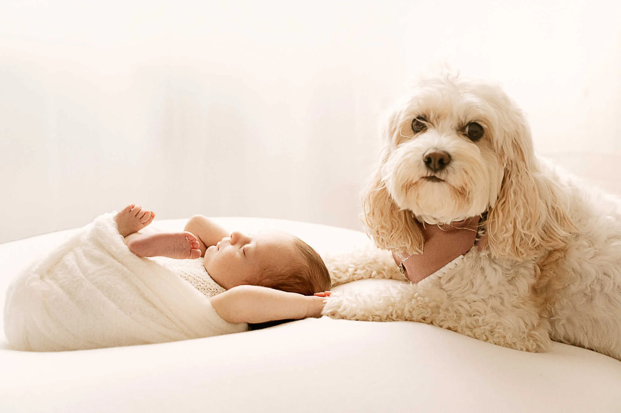 Baby and cavapoo photoshoot Truro, Cornwall.jpg