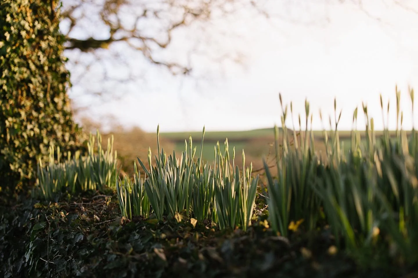 There are some green shoots amongst the days of rain (endless as they seem). Quietly, behind the scenes. Things progress. I have two boys who can now ride a bike - it seemed like an impossibility for so long but we've done it.  Sometimes the most res