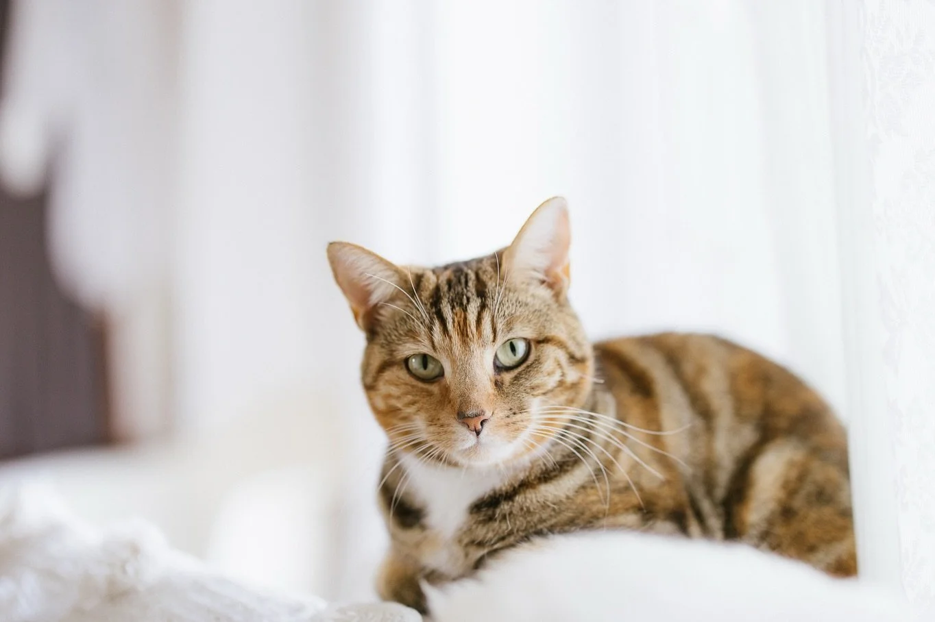 Leia the cat, who I have recently learned has a second home at the neighbours behind us. They apparently worry about her when she's not there, hoping she's ok 🤔  Tsk.

.
.
.
.
#cats_of_instagram #felinefriends #petportrait