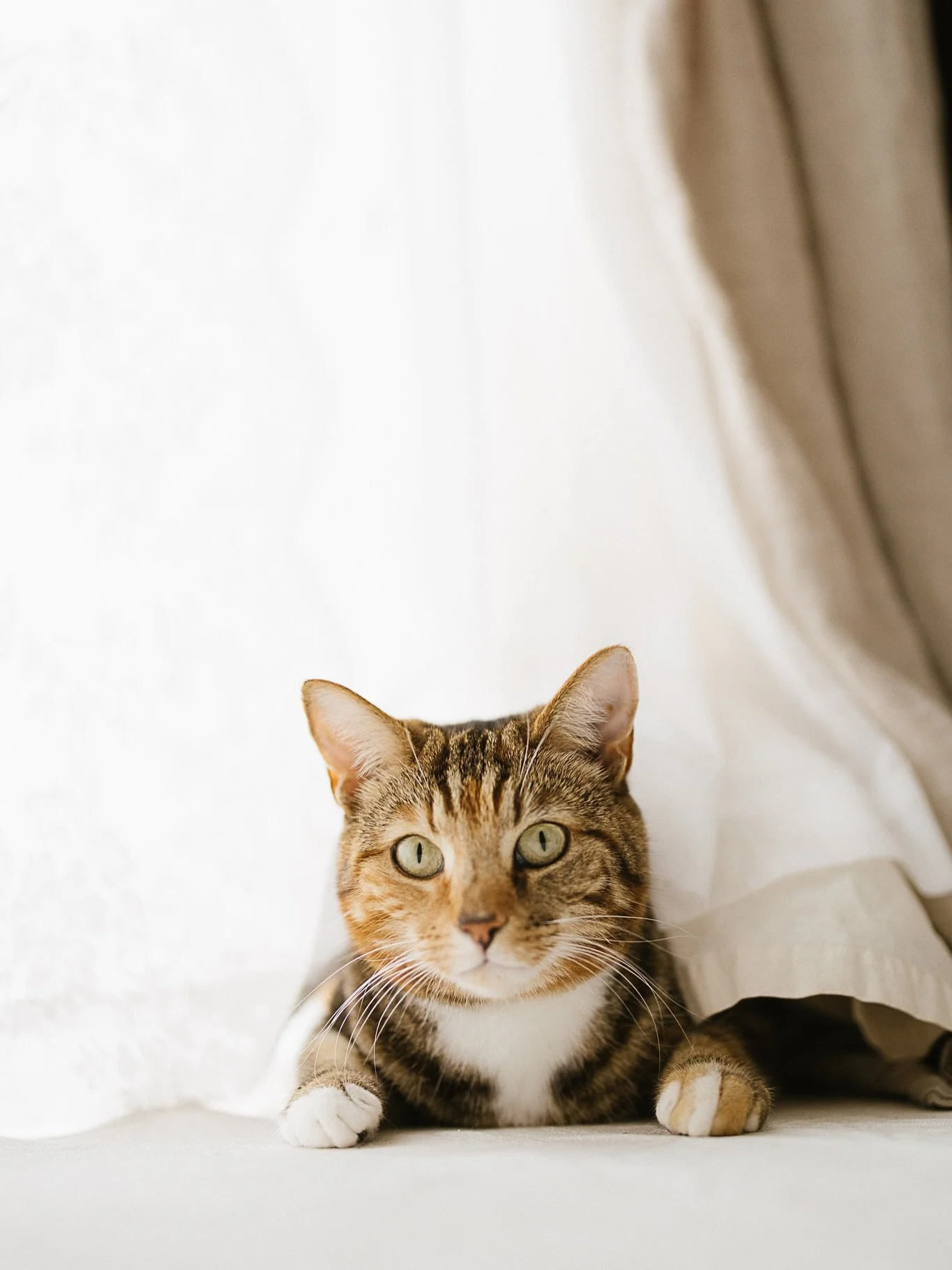 Happy birthday to Leia 🎈 

She has had a lovely day coming in and out, eating lots, sleeping on my son's pillow where she's definitely not allowed, and even got petted by the electrician 🐈 ⚡️ 🥳 
.
.
.
#cats #studiocat #lovecats #catsofinstagram
