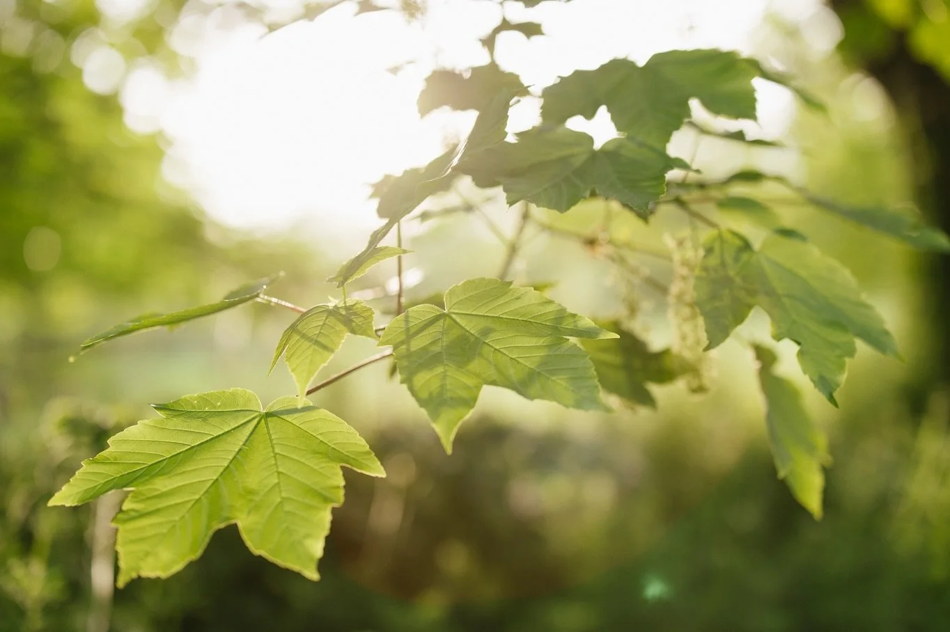 After school walks to reset moods and reconnect 🌿
.
.
.
.
#cornwalllife #inspiredbynature #countrylife #cornwall