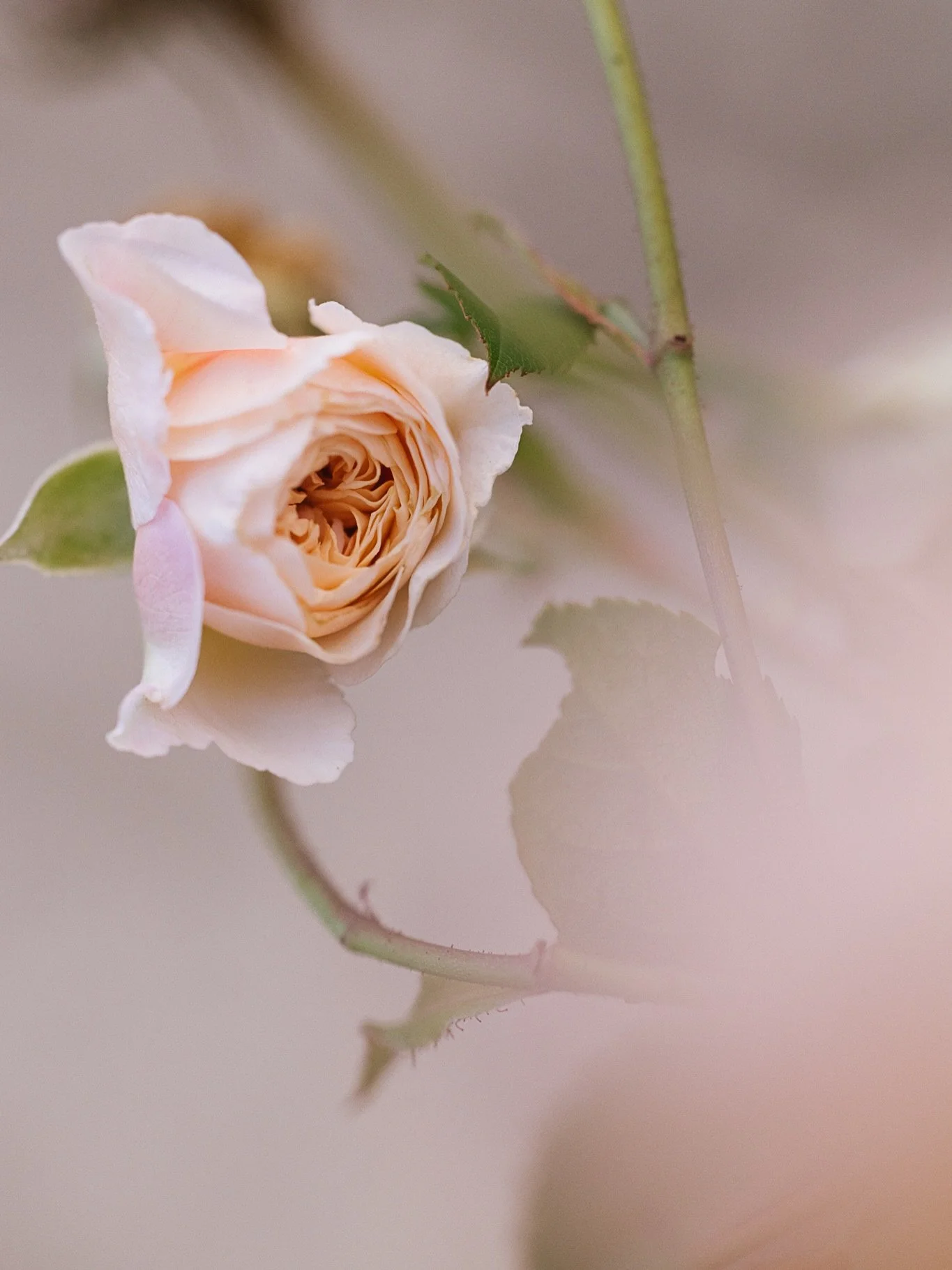 I've always dreamed of having an English country garden, and a doorway surrounded by pretty rambling roses. I bought one on sale over the weekend - one step closer ☺️ Now to keep it alive and figure out where to plant and train it 🤔 

The buds caugh