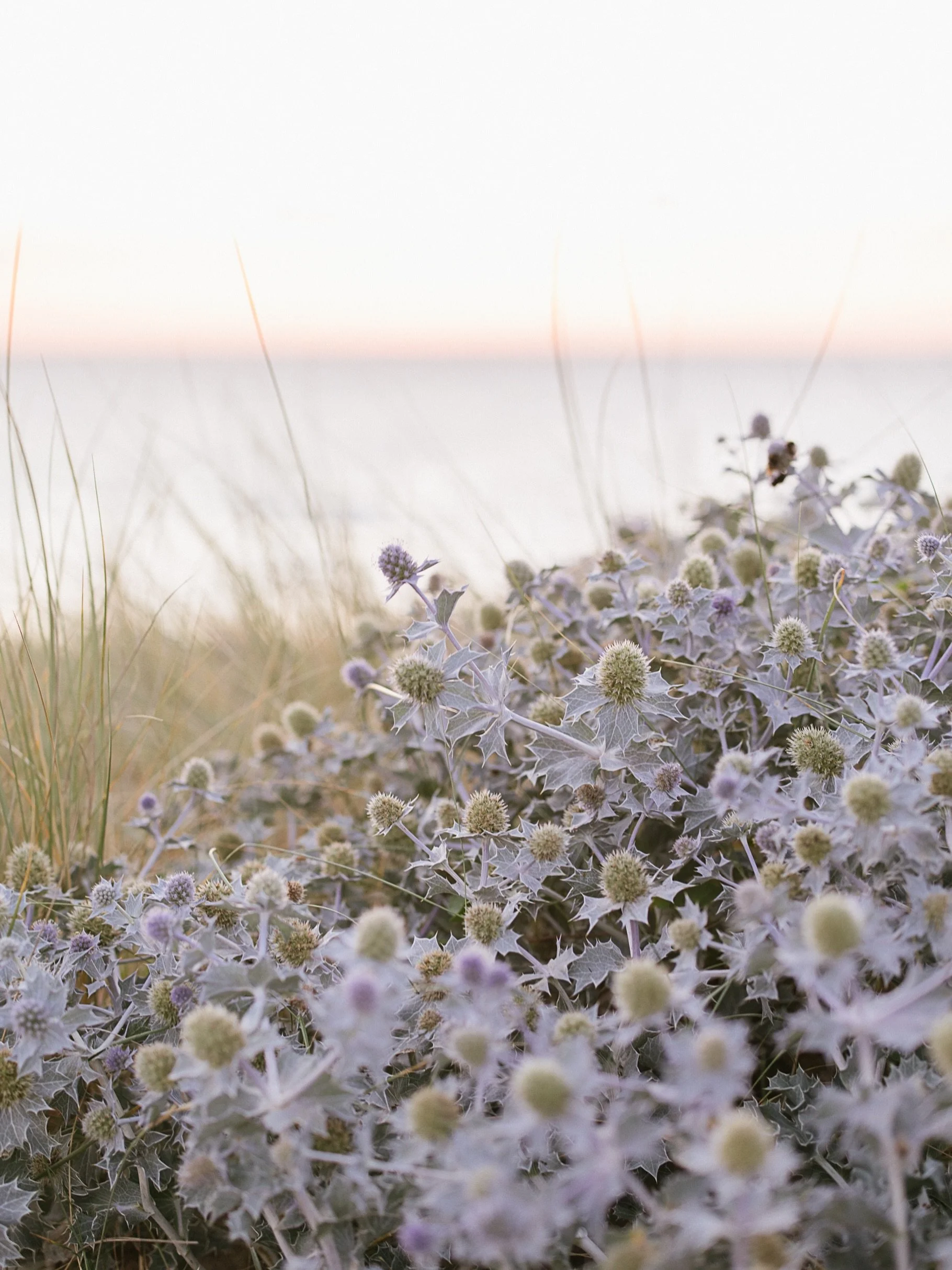 We had to stop and admire this pretty sea holly at the end of a session on the beach the other night. I don't know how welcome they are on the dunes but gorgeous they are 🤩
.
.
.
#cornwallcoast #seaholly #lovecornwall #cornwalllife