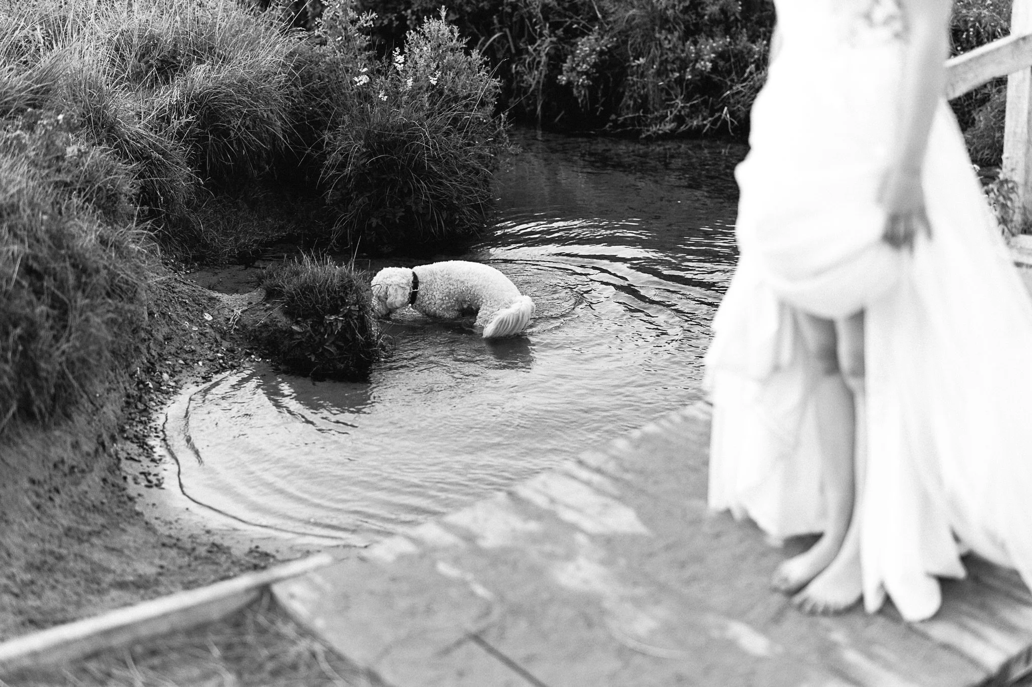 At the end of a magical bridal portrait session for a couple on honeymoon in Cornwall 💕 Fur baby having his moment in the water on the way back 💦 🐶 
.
.
.
#cornwallphotographer #bridalportraits #cornwall