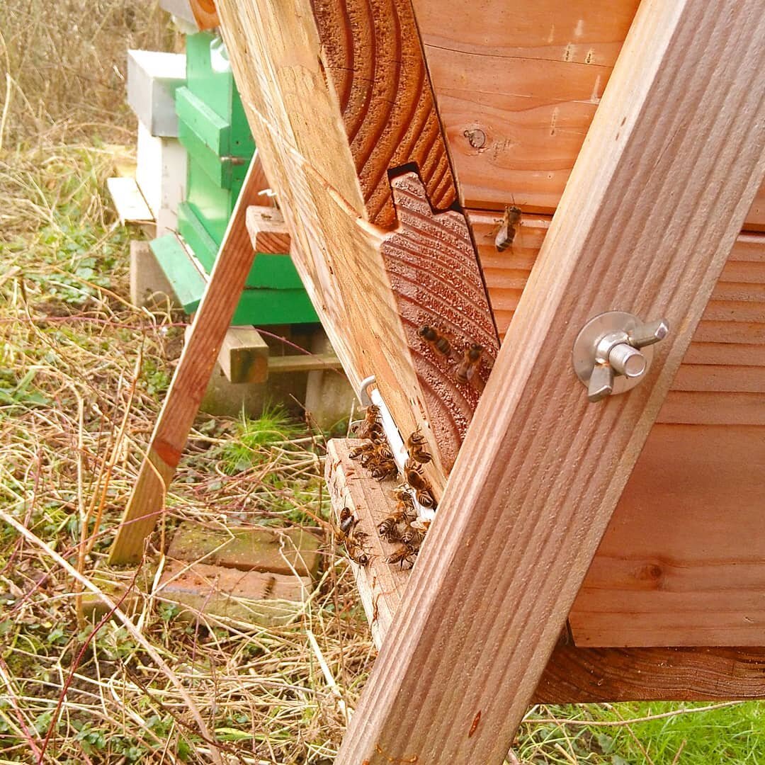 Had jij vandaag ook een beetje een lente gevoel? Deze bijtjes wel! Ze gingen vandaag voor het eerst naar buiten voor de &quot;reinigingsvlucht&quot; Wat ze dan eigenlijk doen is eventjes lekker poepen 💩. Er is voor de bijen nu nog niet veel te eten,