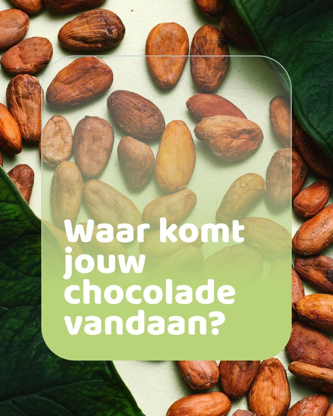Heb jij je ooit afgevraagd waar jouw chocolade vandaan komt? 🍫
Achter elke reep schuilt een verhaal van mens, natuur en keuze. Lees op in onze nieuwsbrief hoe Paul & Emma van @chocoladeverkopers bijdragen aan eerlijkere chocolade (te vinden op