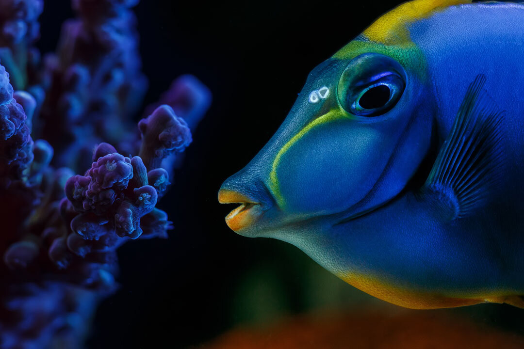 Tablou Aluminiu “Nemo” 