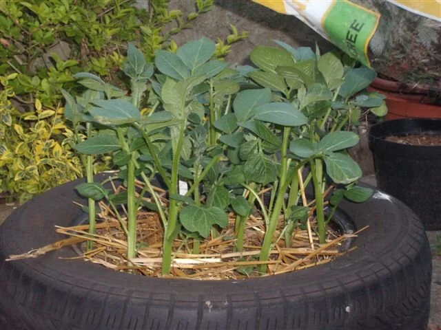 A Perspective on Islam and Permaculture