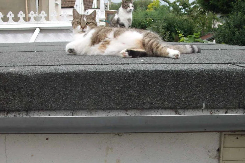 Permaculture: Growing Food in a Small Space