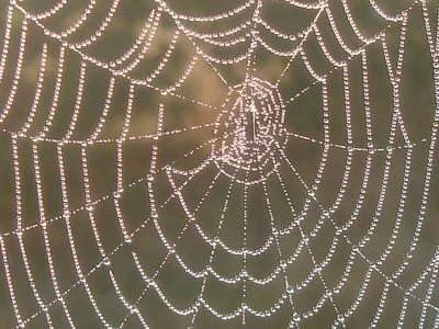 An Islamic Ecological Activism: Uniting the Strands
