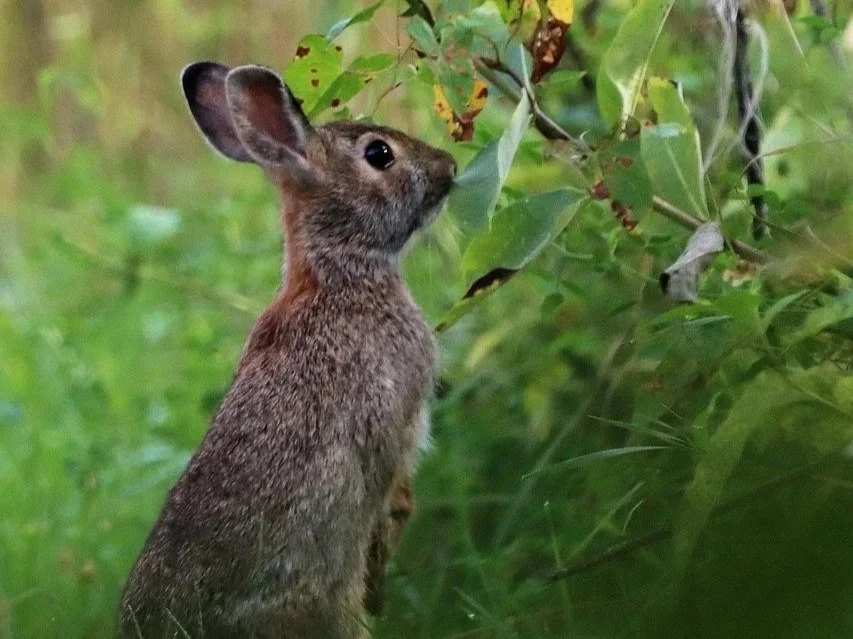 Rabbit facing plant