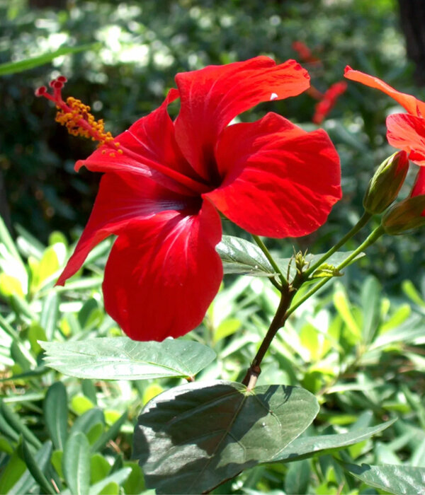 Bali Flower