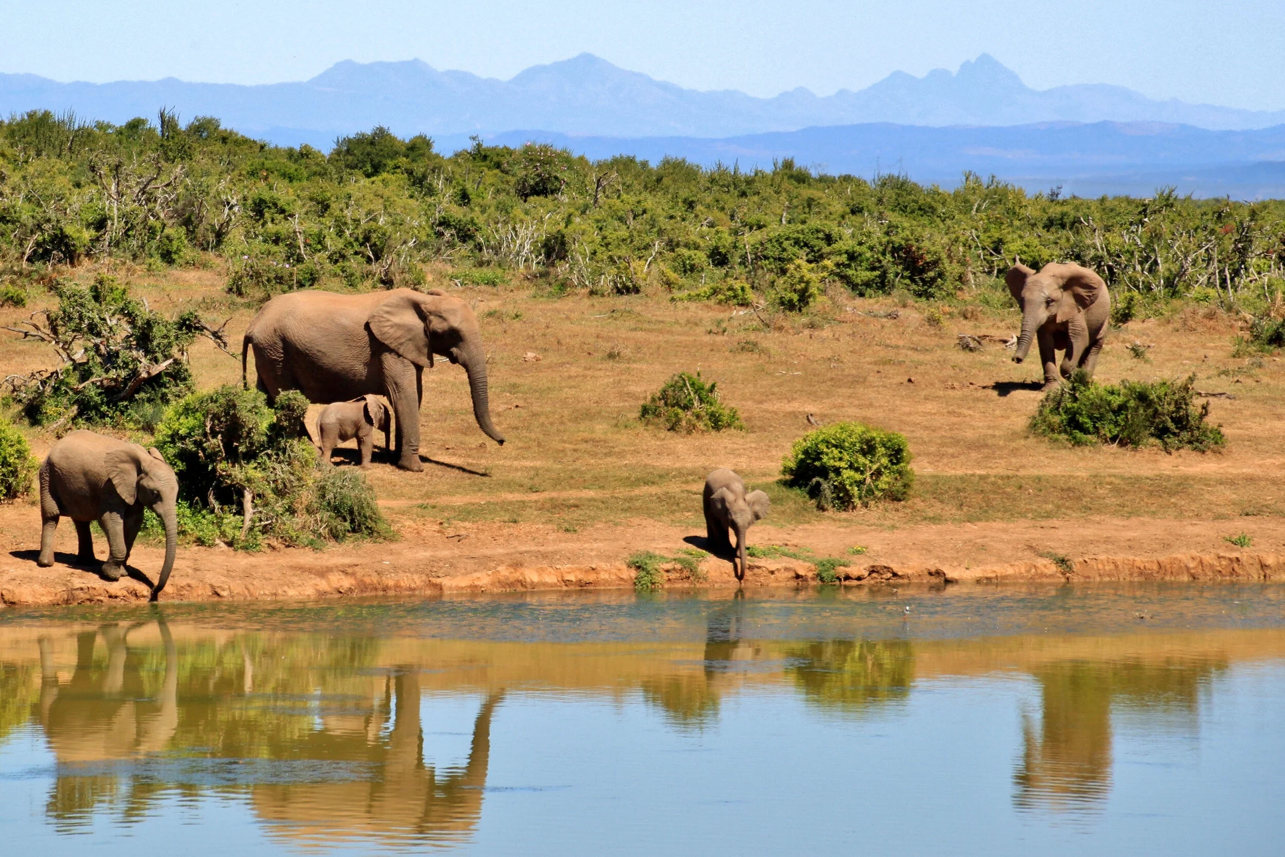 elephants.cover.jpg