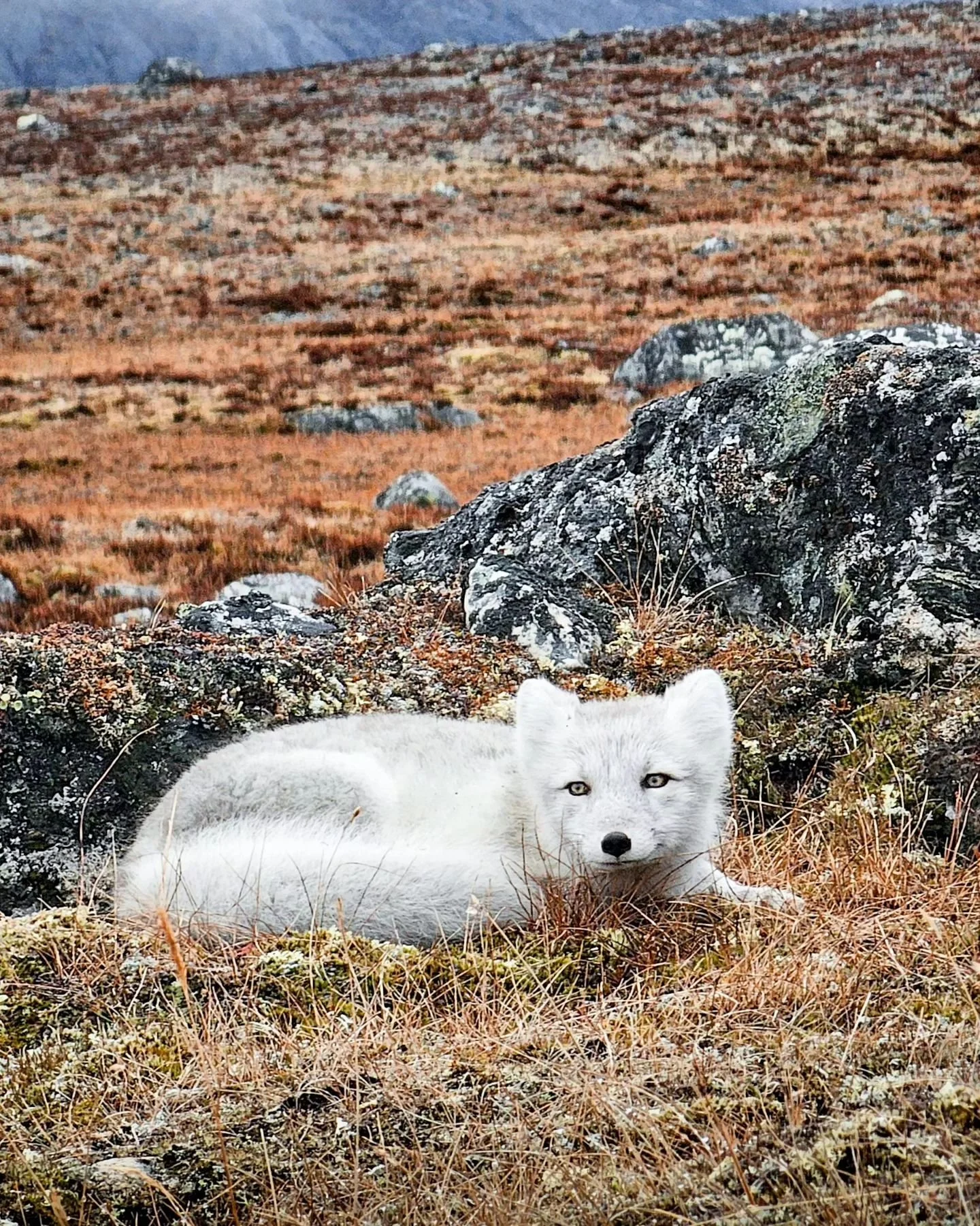 A white fox we passed on our way to tasiraq. It wasnt scared of me when I kept getting closer to take some pictures lol