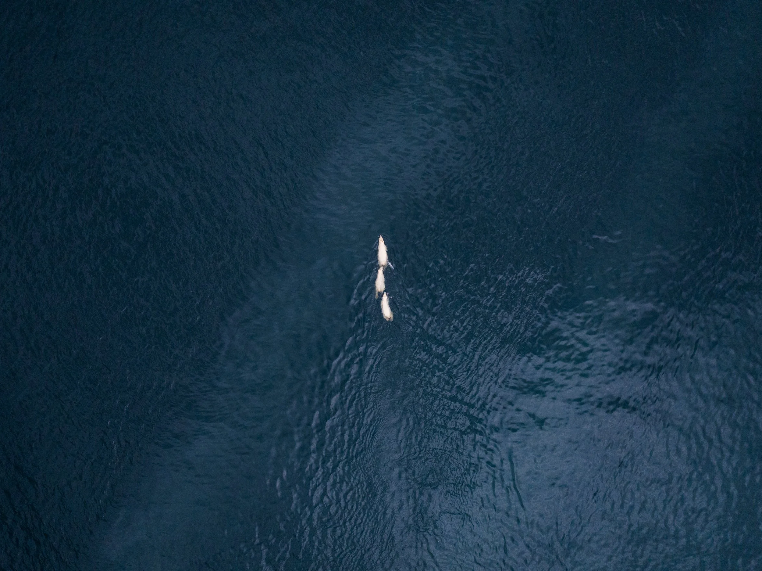 DJI_20250704115539_0200_D.jpg