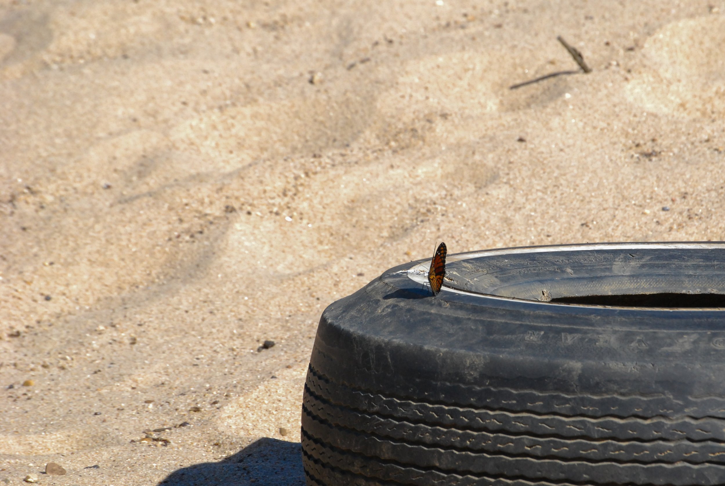 Butterfly on tire_Credit Ashli Blow.jpg