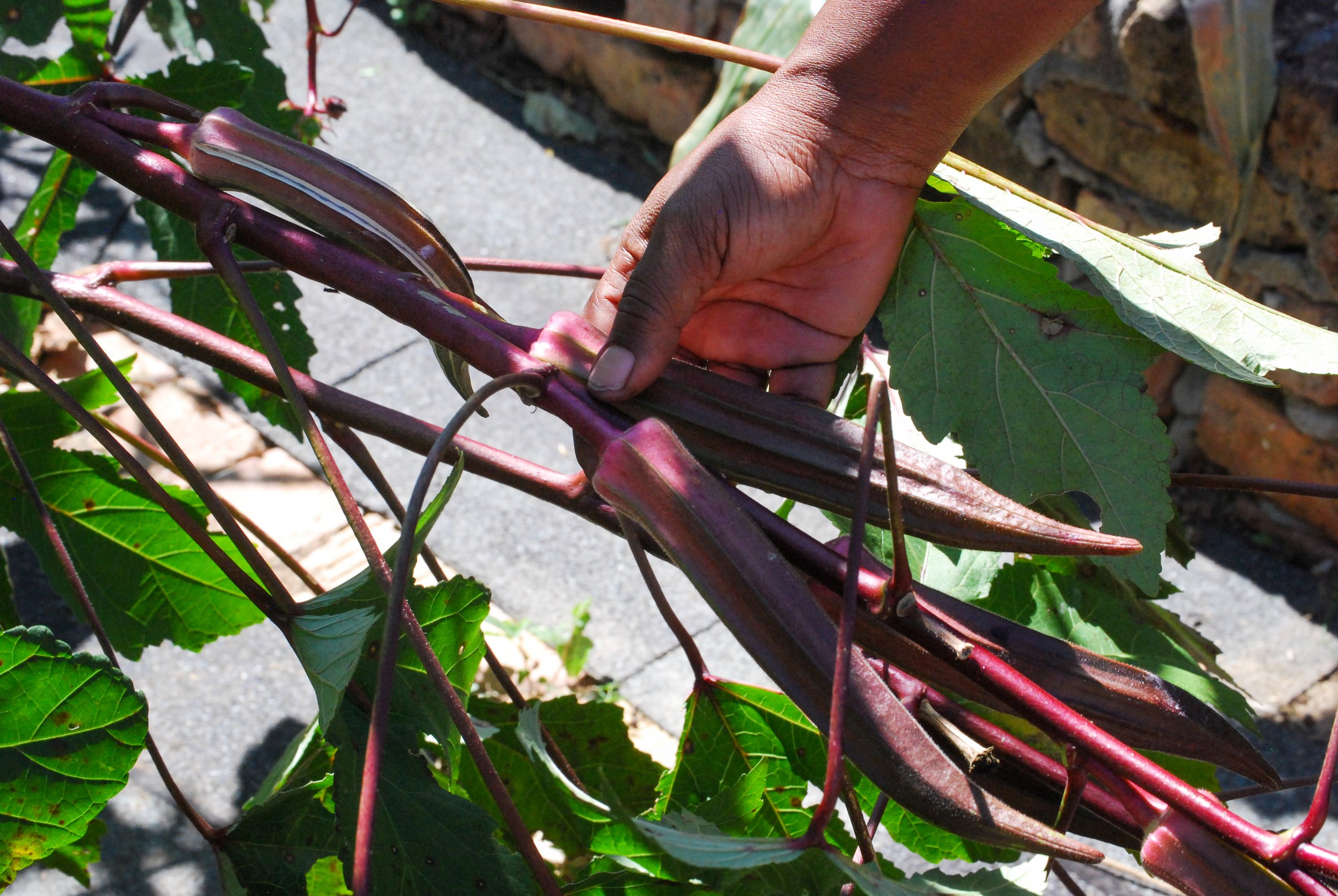 Okra in raised bed_Credit Ashli Blow.jpg