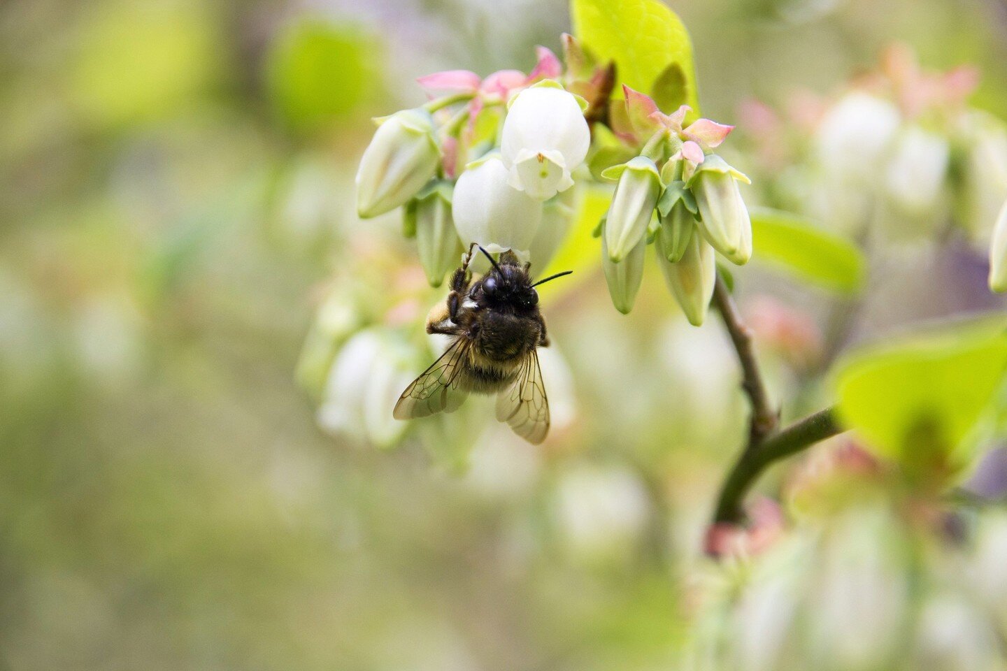 FARM FACT FRIDAY! 

Spring blooms are everywhere around us in the NW which is a great reminder that fruit is coming 😍

Remember - each individual flower has to be pollinated to create fruit. Blueberry pollination can happen with a gust of lucky wind